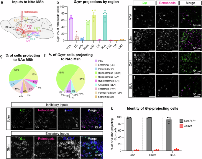 Fig. 5: NAc MSh-projecting glutamatergic neurons from the hippocampus and amygdala express Grp.