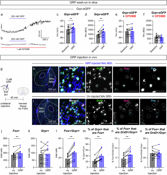 Fig. 6: GRP increases the excitability of GRPR-expressing neurons in the NAc MSh.
