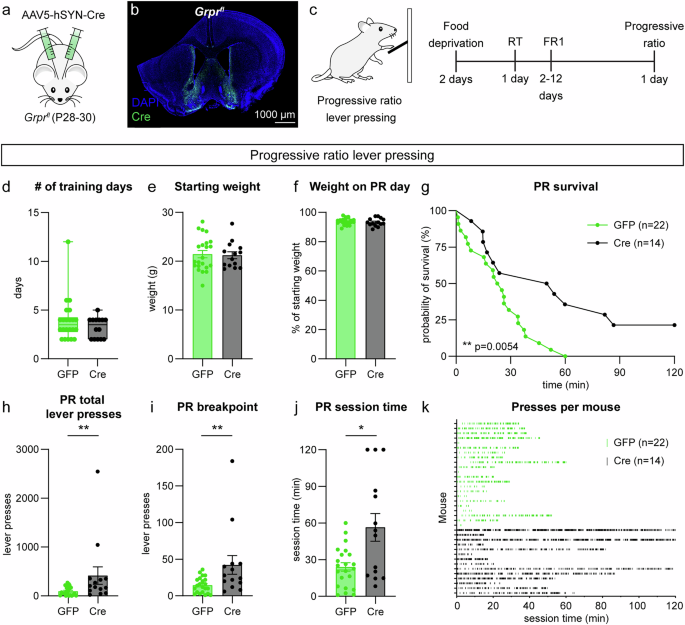 Fig. 7: Grpr deletion in the NAc MSh enhances motivation in the progressive ratio test.