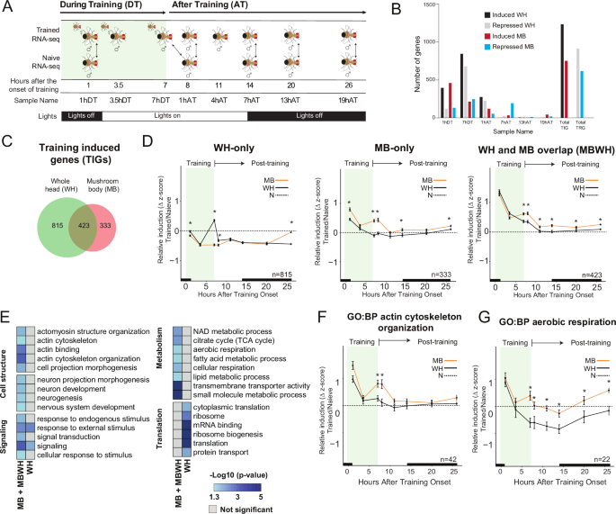 Fig. 1: Time course of courtship LTM shows a MB-specific transcriptional trace.