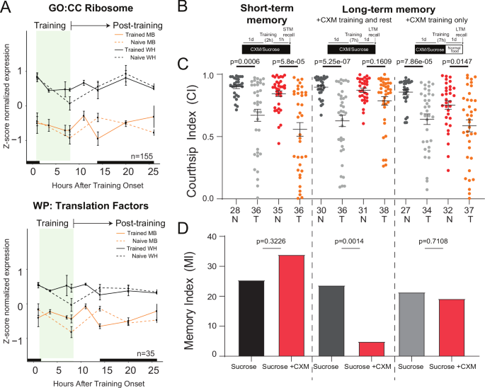Fig. 2: Post training translation is required for courtship LTM.