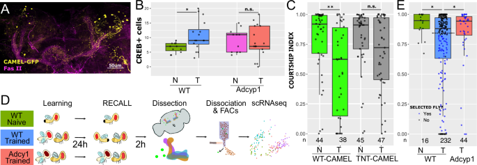Fig. 4: CAMEL-GFP neurons identify the memory engram cells.