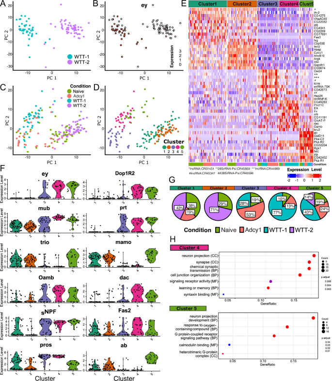 Fig. 5: Analysis of scRNAseq data differentiates two memory related clusters.