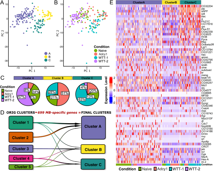 Fig. 6: Removal of MB- and lobe-specific genes still identifies the putative memory-forming neuronal population.