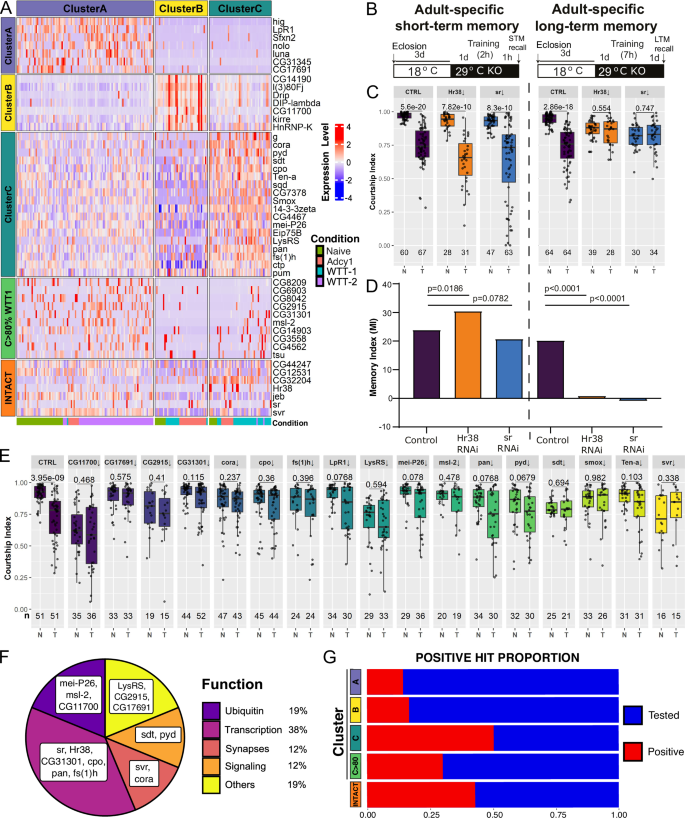 Fig. 7: A functional screen identifies new genes governing courtship LTM.