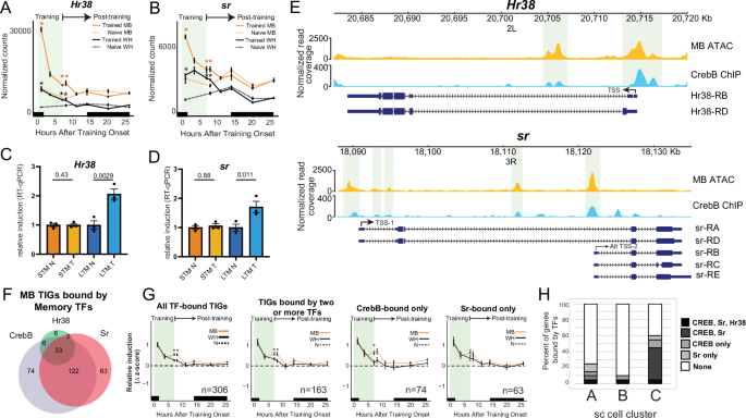 Fig. 8: Hr38 and sr bind MB-specific TIGs and are potential CrebB targets.