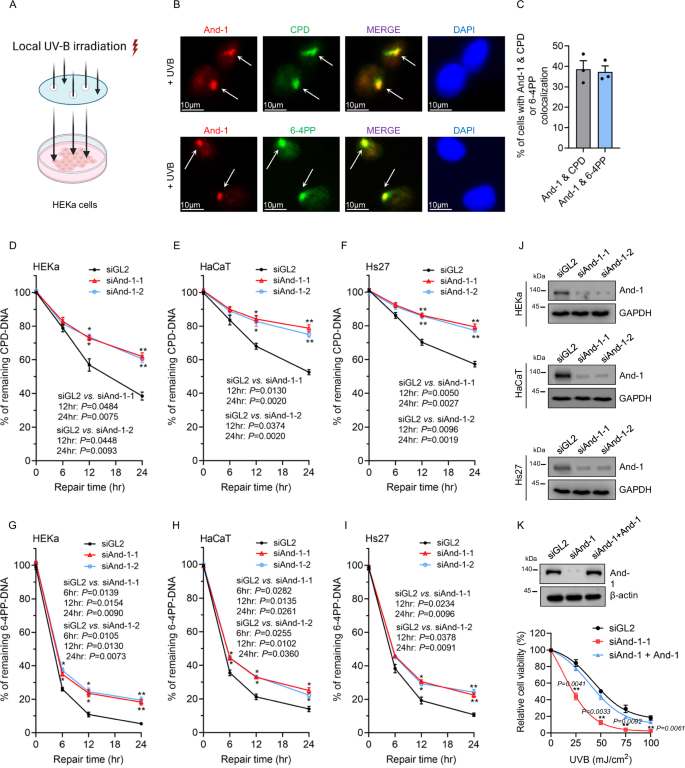 Fig. 1: And-1 is involved in NER in response to UVB irradiation.
