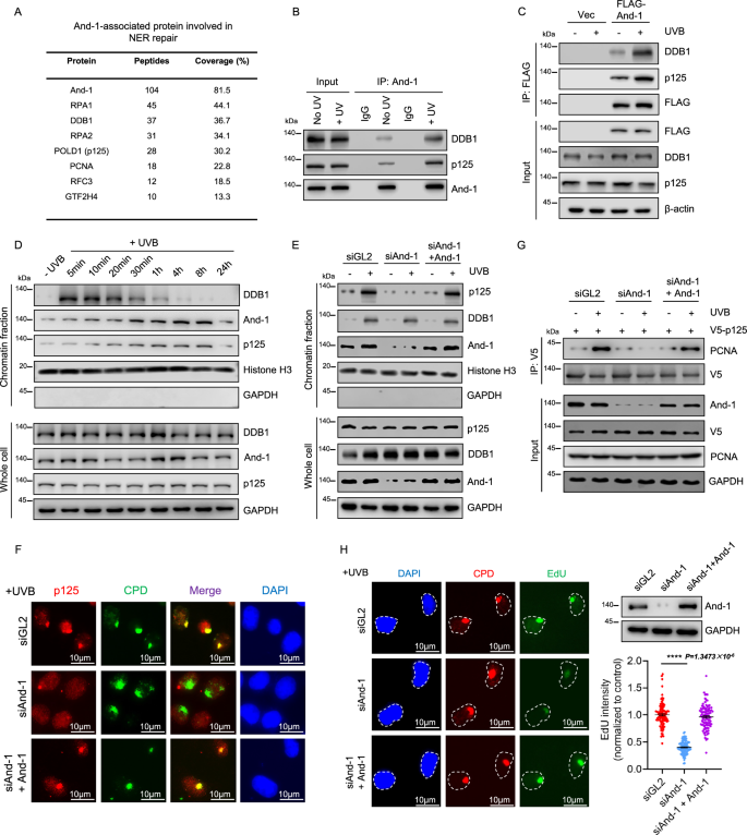 Fig. 2: And-1 plays a critical role in recruiting Polδ-p125 to UV lesion sites to facilitate repair synthesis.