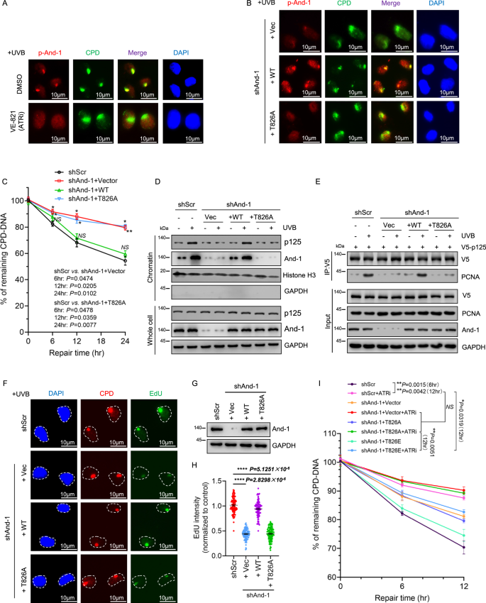 Fig. 3: Phosphorylation of And-1 at T826 is required for NER.