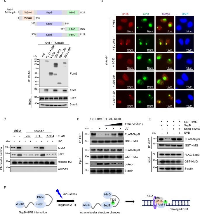 Fig. 4: And-1 phosphorylation at T826 regulates its intramolecular interaction and accumulation at UV lesion sites.