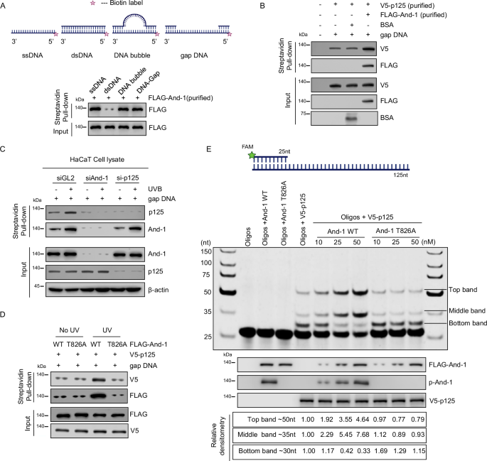 Fig. 5: And-1 promotes the association of p125 with gap DNA in vitro.