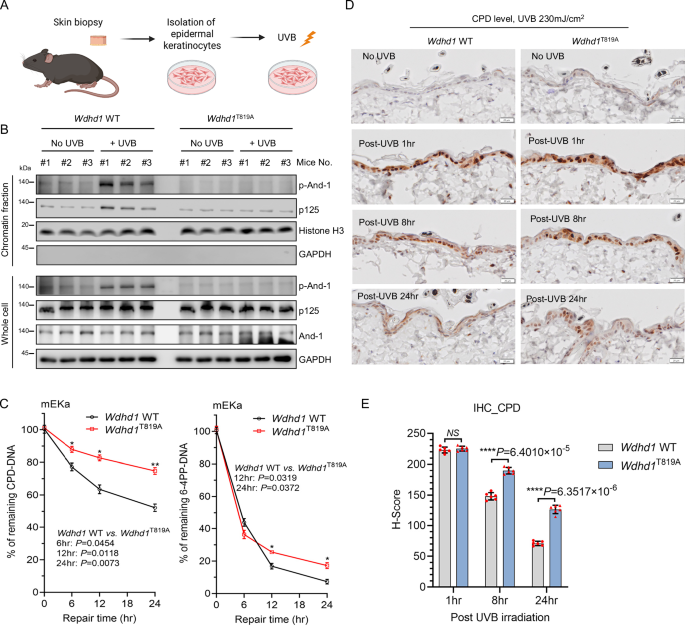 Fig. 6: And-1 phosphorylation is critical for efficient NER in mouse skin epidermis.
