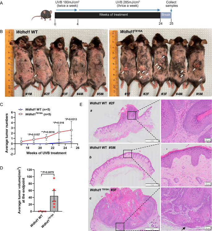Fig. 7: And-1 phosphorylation-deficient mice exhibit increased susceptibility to UVB-induced skin tumorigenesis.
