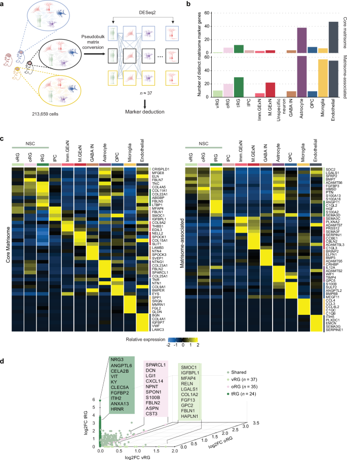 Fig. 3: Cell type-specific matrisome signature during cortical development.