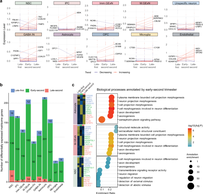 Fig. 4: Temporal dynamic signatures of matrisome genes in each cell type during cortical development.
