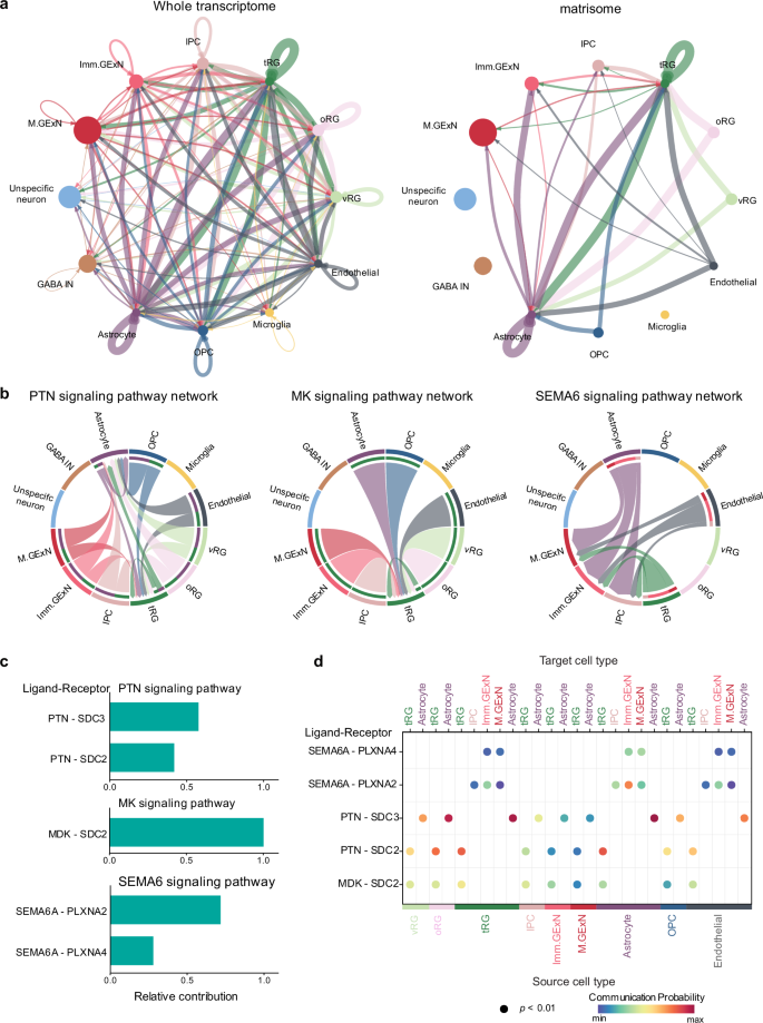 Fig. 5: Cell-cell communication mediated by matrisome.