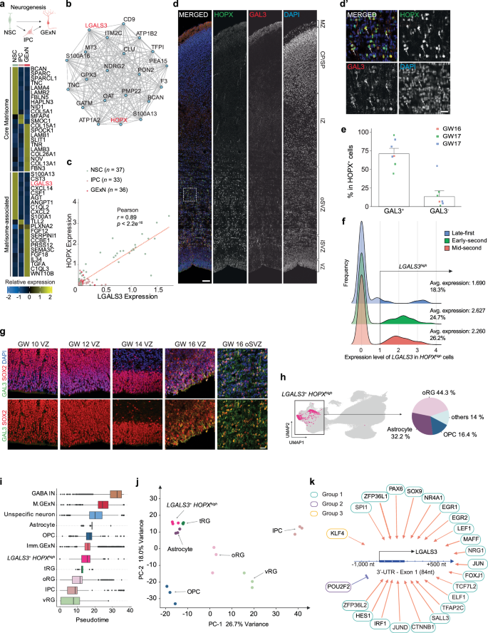 Fig. 6: Characterization of neuronal lineage-specific changes in matrisome gene expression.