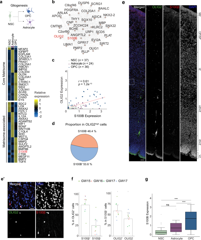 Fig. 7: Characterization of macroglial lineage specific changes in matrisome gene expression.