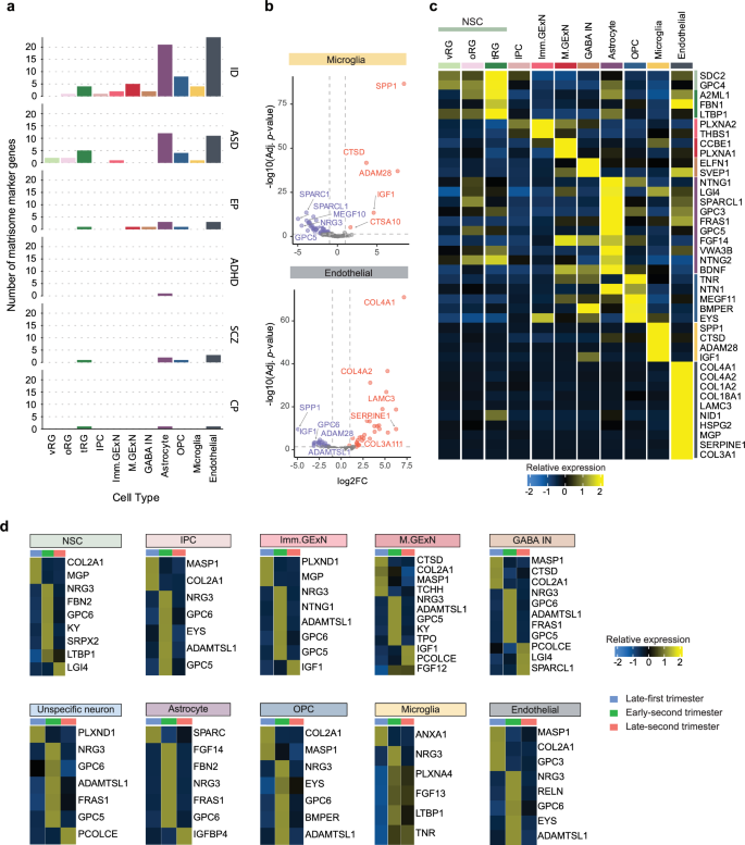 Fig. 8: Cell type and temporally specific expression of matrisome genes associated with NDDs.