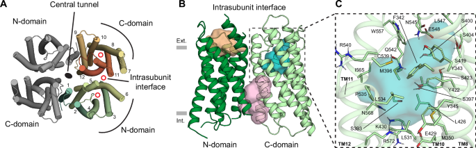 Fig. 1: Pocket identification for virtual screening on the zebrafish OTOP1 cryo-EM structure.