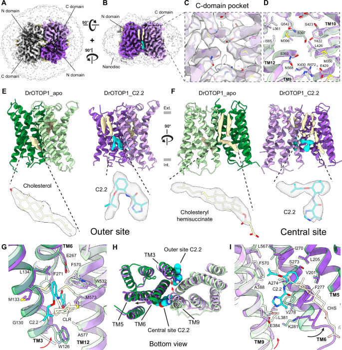 Fig. 3: Cryo-EM structure of DrOTOP1 with inhibitor C2.2.
