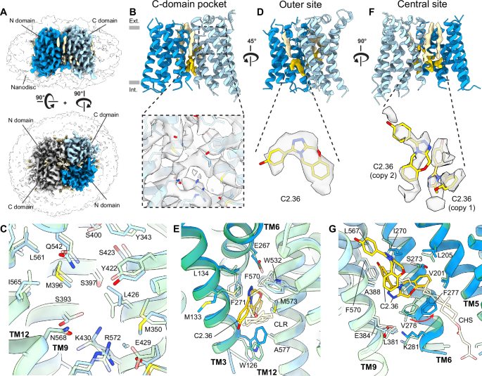 Fig. 4: Cryo-EM structure of DrOTOP1 with inhibitor C2.36.