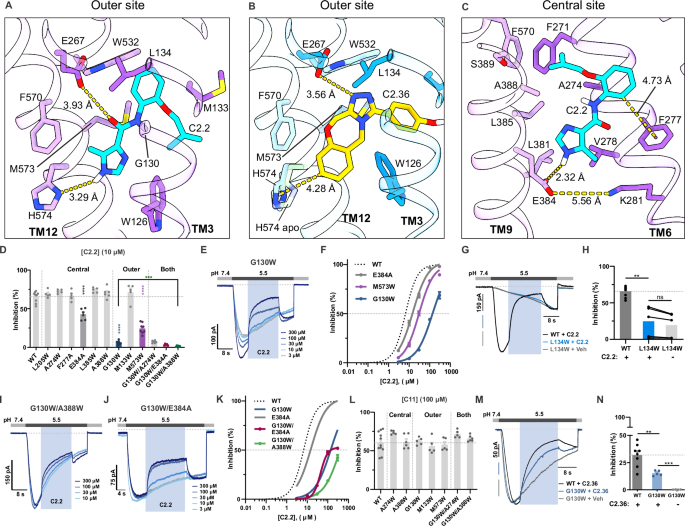 Fig. 5: Effects of mutagenesis of the outer and central sites on activity of inhibitors.