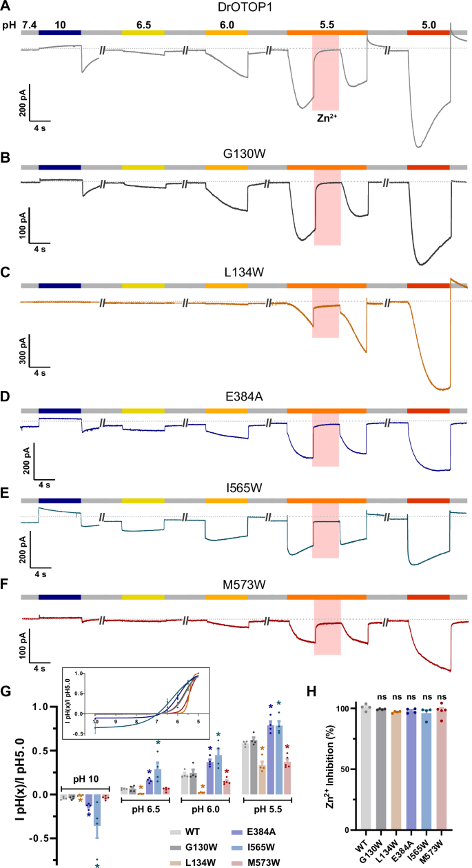 Fig. 6: Outer, central, and C-domain pocket mutants that reduce inhibitor efficacy also alter channel gating.