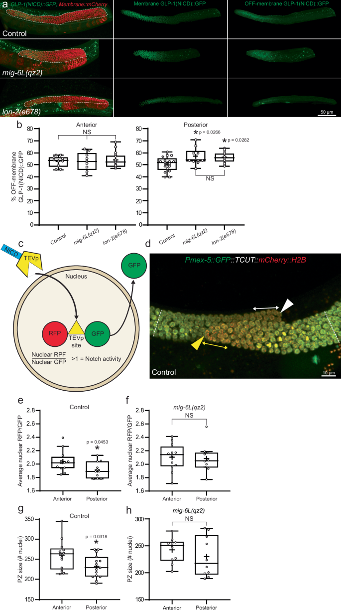 glp 1 c elegans Niche-associated Type IV collagen promotes GLP-1/Notch receptor activation  in the C. elegans germline