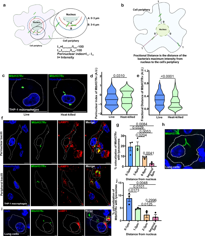 Fundamental role of spatial positioning of Mycobacterium tuberculosis in mycobacterial survival in macrophages – Nature