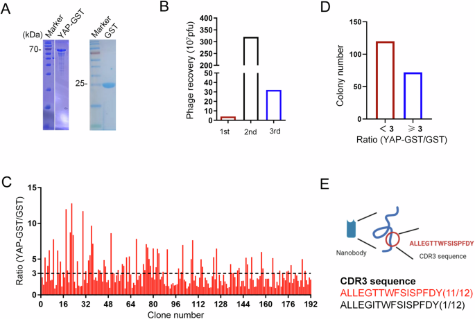 Fig. 1: Screening of nanobodies targeting YAP proteins using a naïve phage nanobody library.