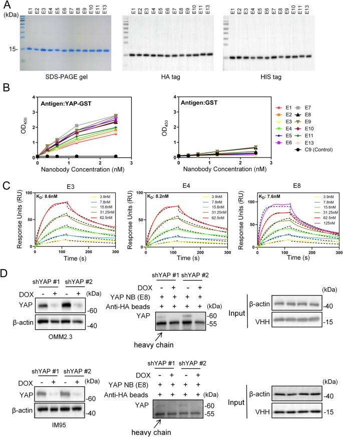 Fig. 2: Purification and affinity determination of YAP-specific nanobodies.