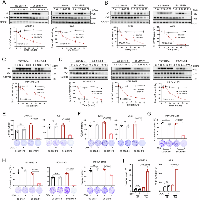 Fig. 3: YAP Nanobody-bioPROTAC fusions induce intracellular YAP degradation and suppress tumor cell growth.
