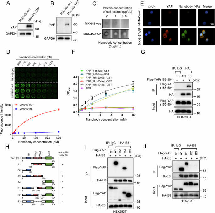 Fig. 4: Specific binding of E8 nanobody to YAP.