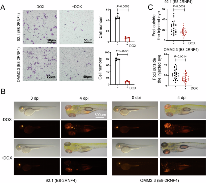 Fig. 5: YAP bioPROTAC inhibits tumor cell migration in vitro and in vivo.