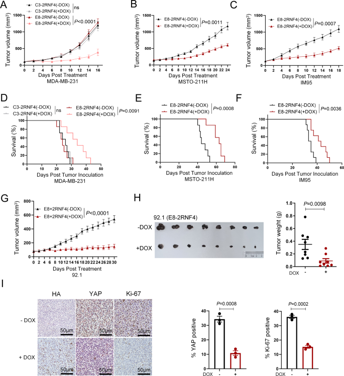Fig. 6: YAP nanobody bioPROTAC arrests tumor growth in vivo.