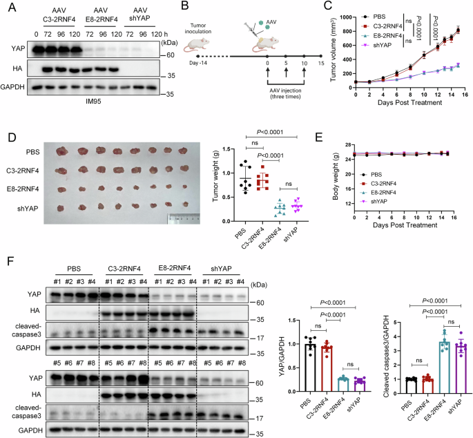 Fig. 8: AAV9-E8-2RNF4 reduces YAP expression and suppresses tumor growth in vivo.