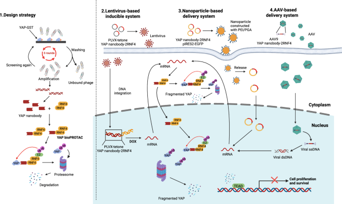 Fig. 9: Schematic overview of the design and therapeutic application of a YAP-targeting nanobody-based bioPROTAC.