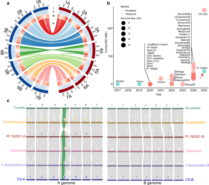 Fig. 2: A high-quality genome assembly of the durum wheat landrace PI 192051.