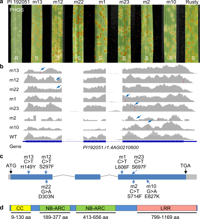 Fig. 3: Genome-assisted identification of Lr.ace-4A.