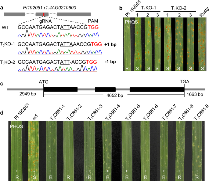 Fig. 4: Functional validation of Lr.ace-4A by CRISPR/Cas9-mediated gene editing and transgenic complementation.