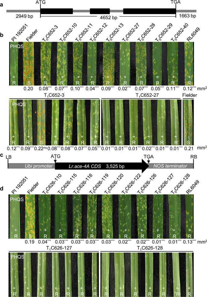 Fig. 5: Transgenic complementation in the hexaploid wheat background.