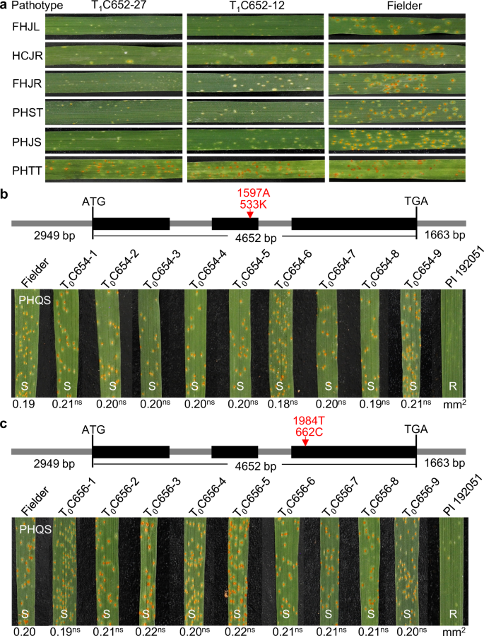Fig. 6: Resistance profile of the Lr.ace-4A transgene and transgenic wheat lines expressing the 9264 bp genomic fragment with either the Lr.ace-4A533K or Lr.ace-4A662C amino acid substitution.