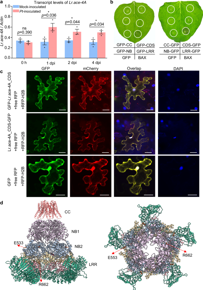 Fig. 7: Functional characterization of Lr.ace-4A.