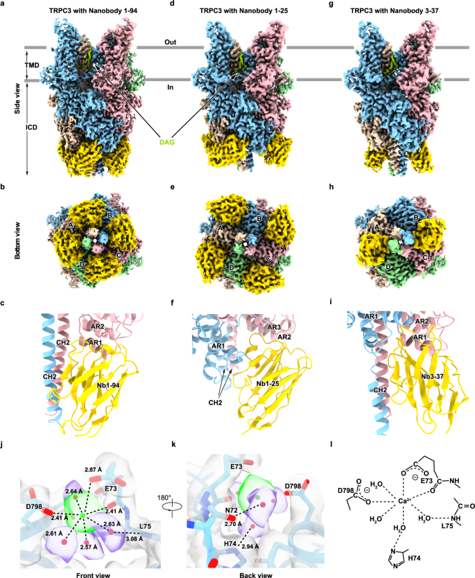 Fig. 1: Cryo-EM structures of the hTRPC3-Nb complex.