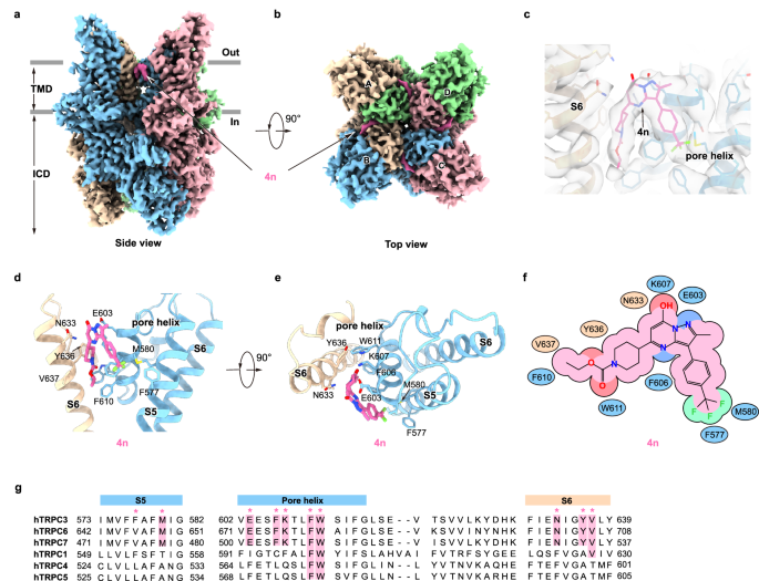 Fig. 4: 4n binding sites in hTRPC3.