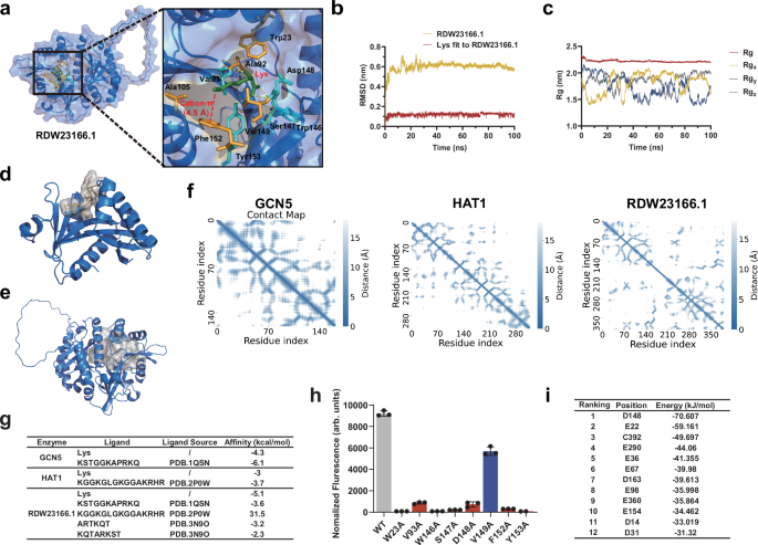 Fig. 2: Investigating the molecular mechanism by which RDW23166.1 specifically recognizes free lysine.