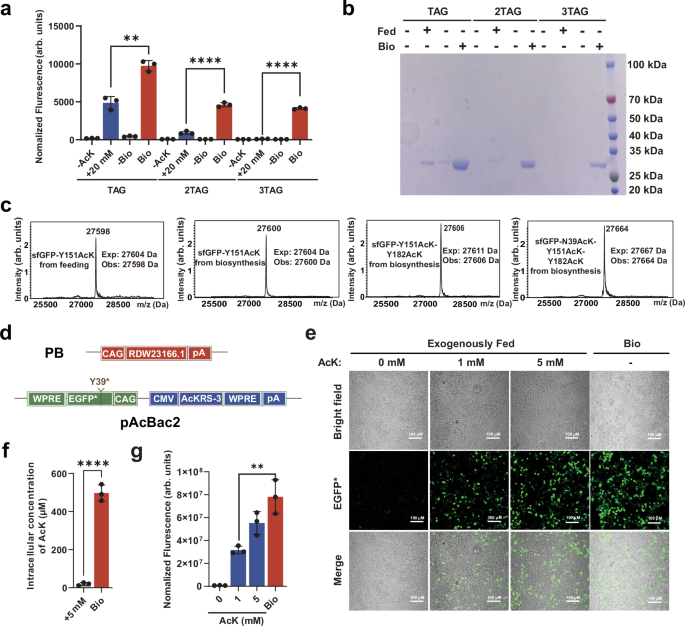 Fig. 3: Generation of fully autonomous AcK-synthesizing E. coli and mammalian cells.