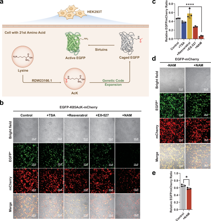 Fig. 4: Real-time measurement of sirtuins activity in mammalian cells.