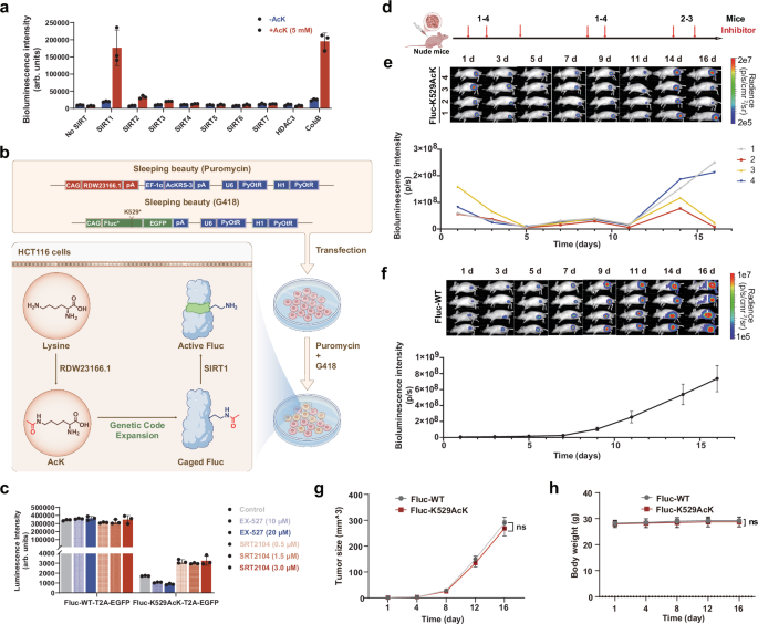 Fig. 5: Real-time measurement of SIRT1 activity in animal.